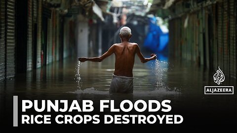 Severe flooding in Punjab destroys rice crops worth billions, rescue efforts underway