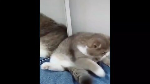 Funny cute baby cats 😹😹😻 so funny 😹🐈