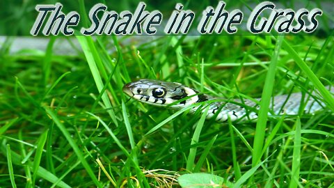 The Snake in the Grass