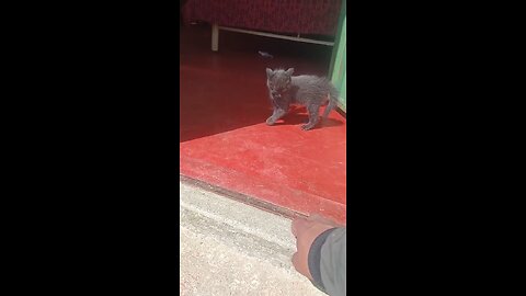 gato