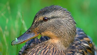 Even More Female Mallard Duck Hens Close-up Video Portraits