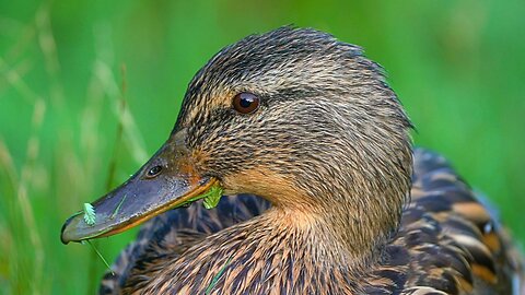 Even More Female Mallard Duck Hens Close-up Video Portraits