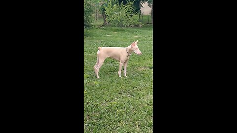 Doberman blanca