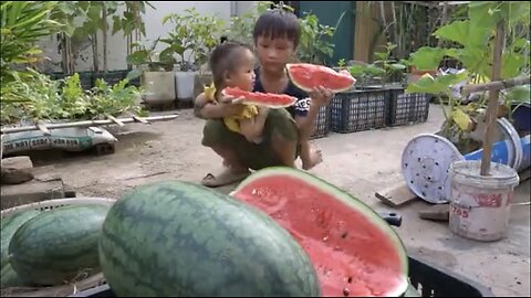 World's Most Expensive Watermelon, Growing watermelon hanging hammock on the bed for sweet fruit