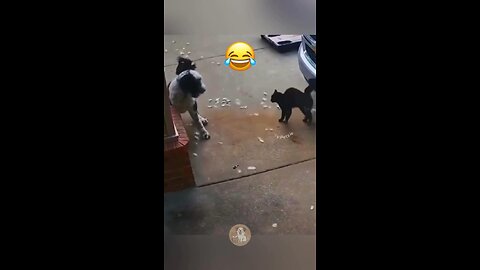 Funny cats 😹😹 chasing dogs 🐶🐶moments