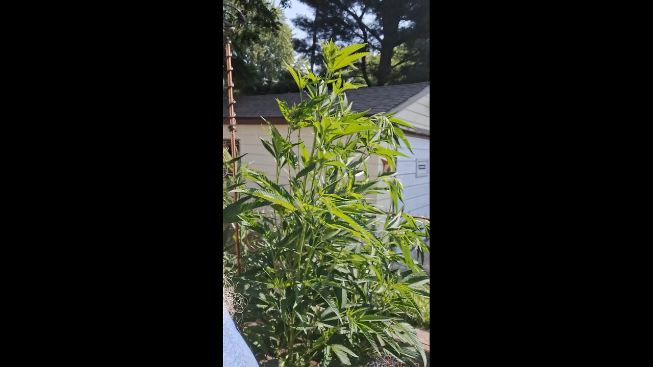 Electroculture Gardening 3