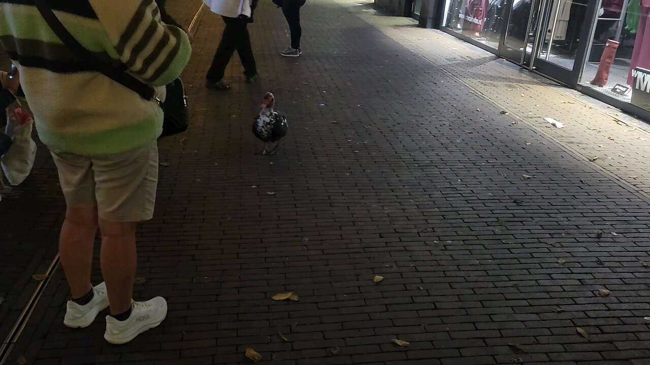 This duck is about to make a very special friend 🥰