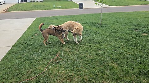 iyla and bear playing