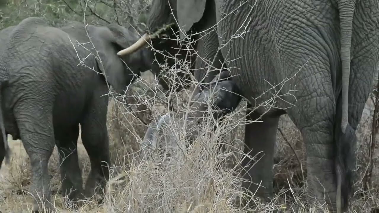Baby Elephant drinking from mom.