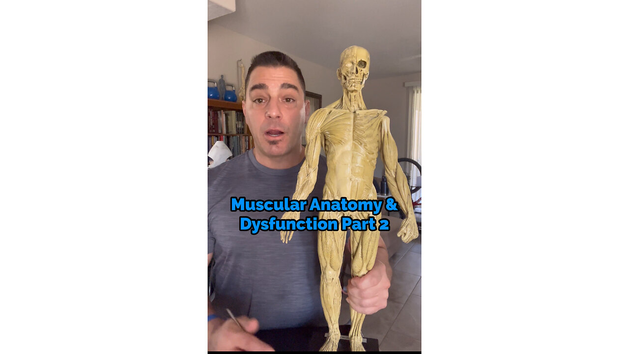 Muscle Anatomy & Dysfunction Part 2