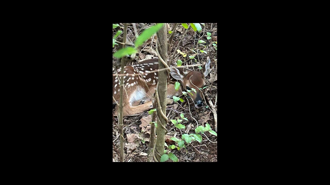 Fawn