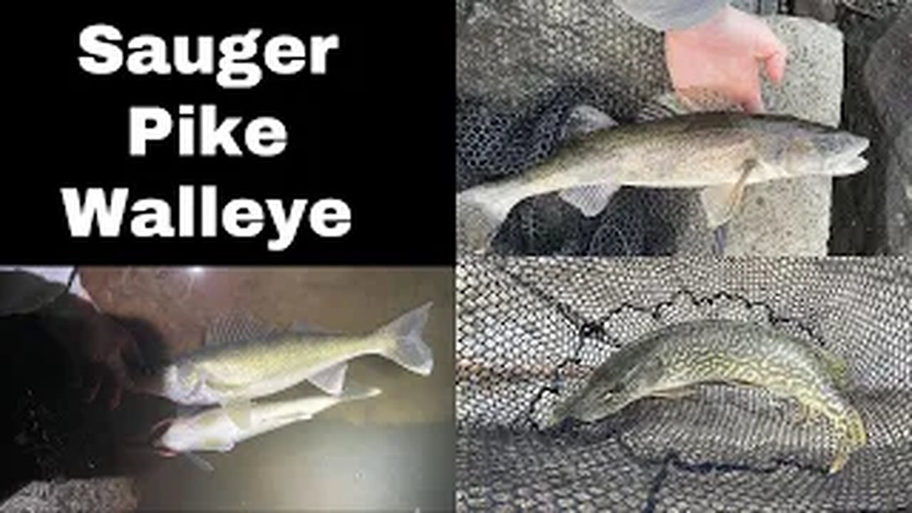 Pike, Walley and my FIRST SAUGER! (New species in WNY!)