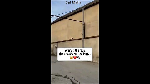 Cat's Can Count