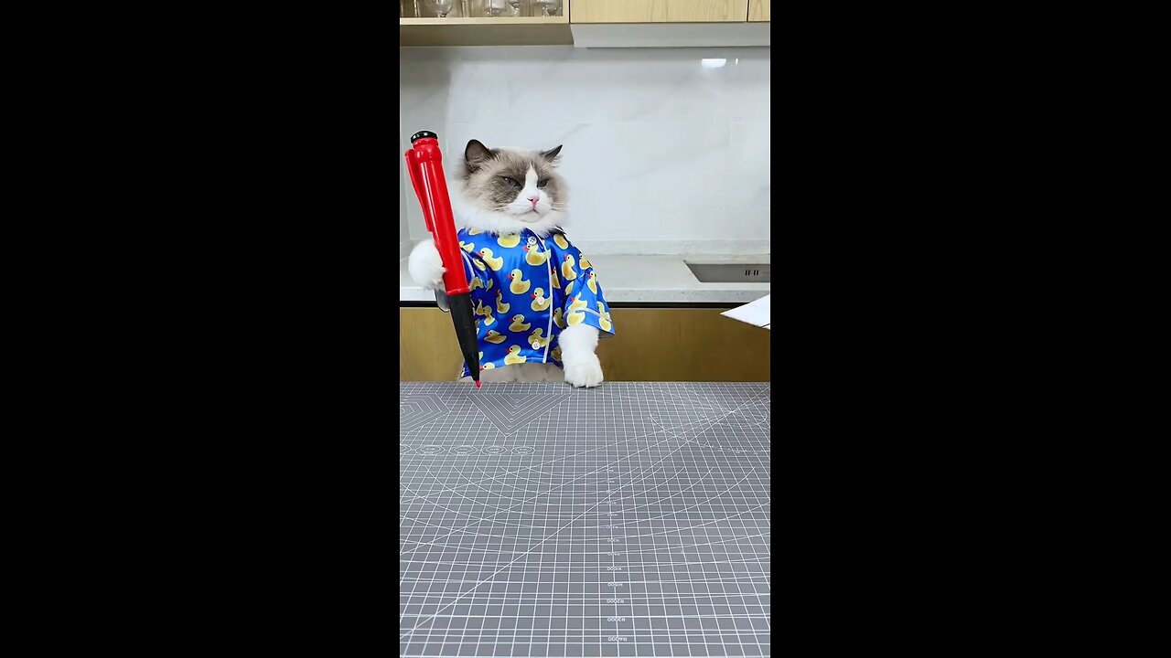 Respect Cats🐱