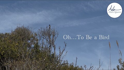 Ada Alien Queen • Ada Walks • Take # 00003 • Oh…To Be a Bird