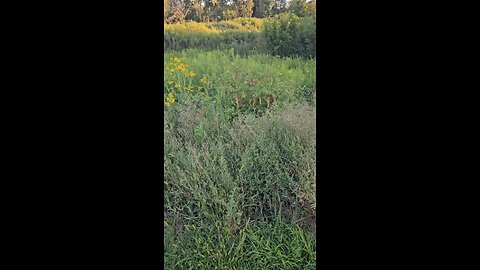 Can You Identify This Plant?