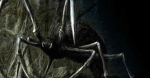 Ugandan giant spiders