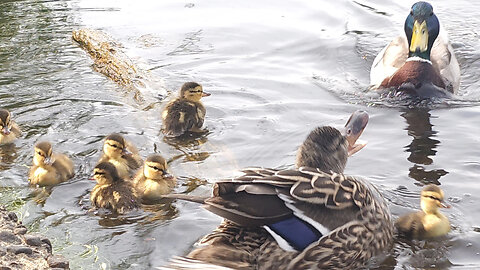 Mom Duck Gets Attacked With Baby Ducklings
