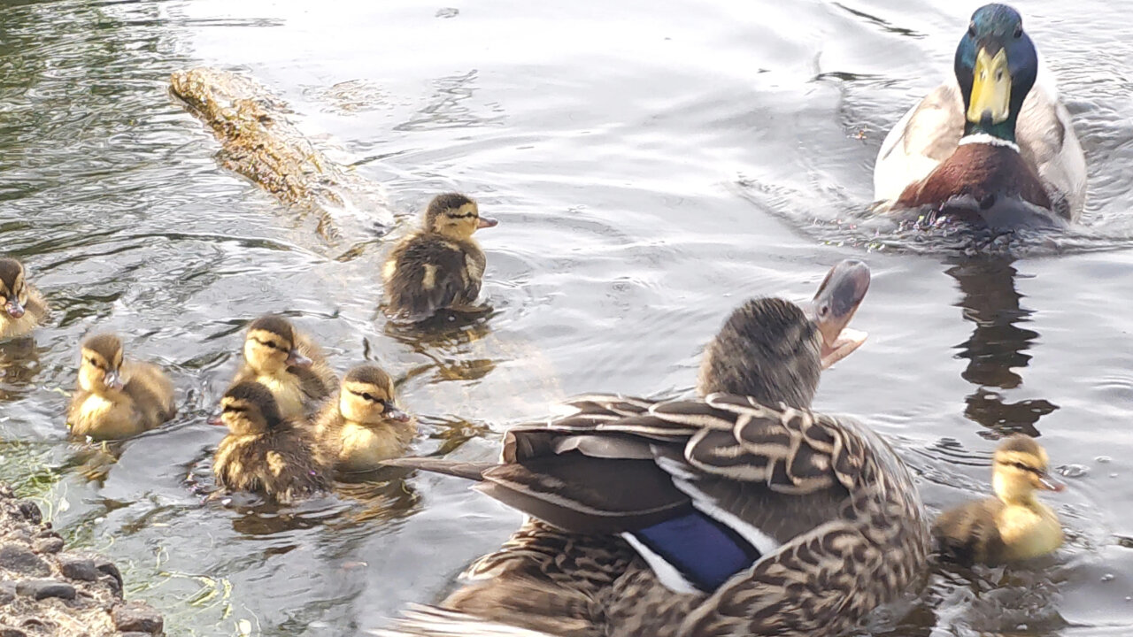 Mom Duck Gets Attacked With Baby Ducklings
