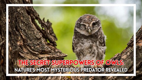 The Secret Superpowers of Owls: Nature’s Most Mysterious Predator Revealed