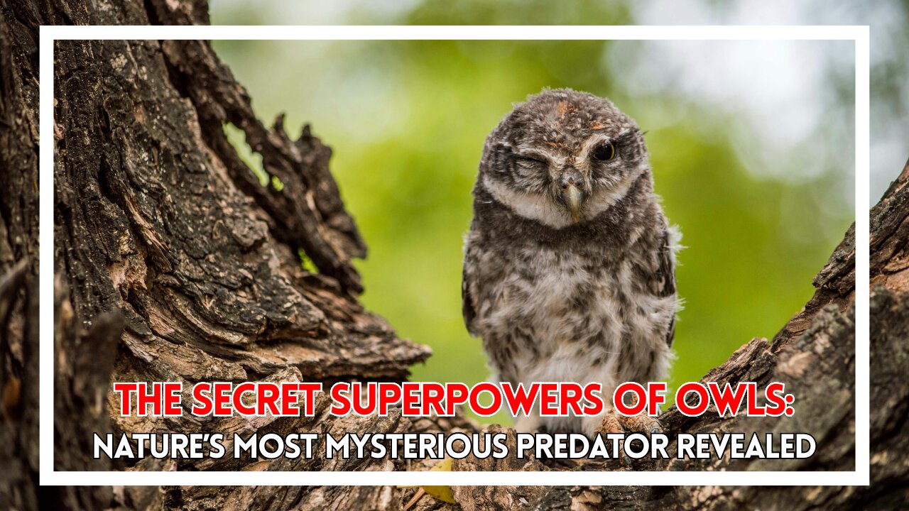 The Secret Superpowers of Owls: Nature’s Most Mysterious Predator Revealed