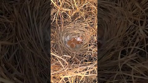 Discover a nest of cute little rabbits, cute pet debut plan, rabbit, pastoral cute pet