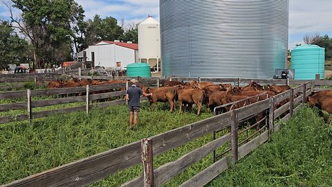 spraying the heifers for flies