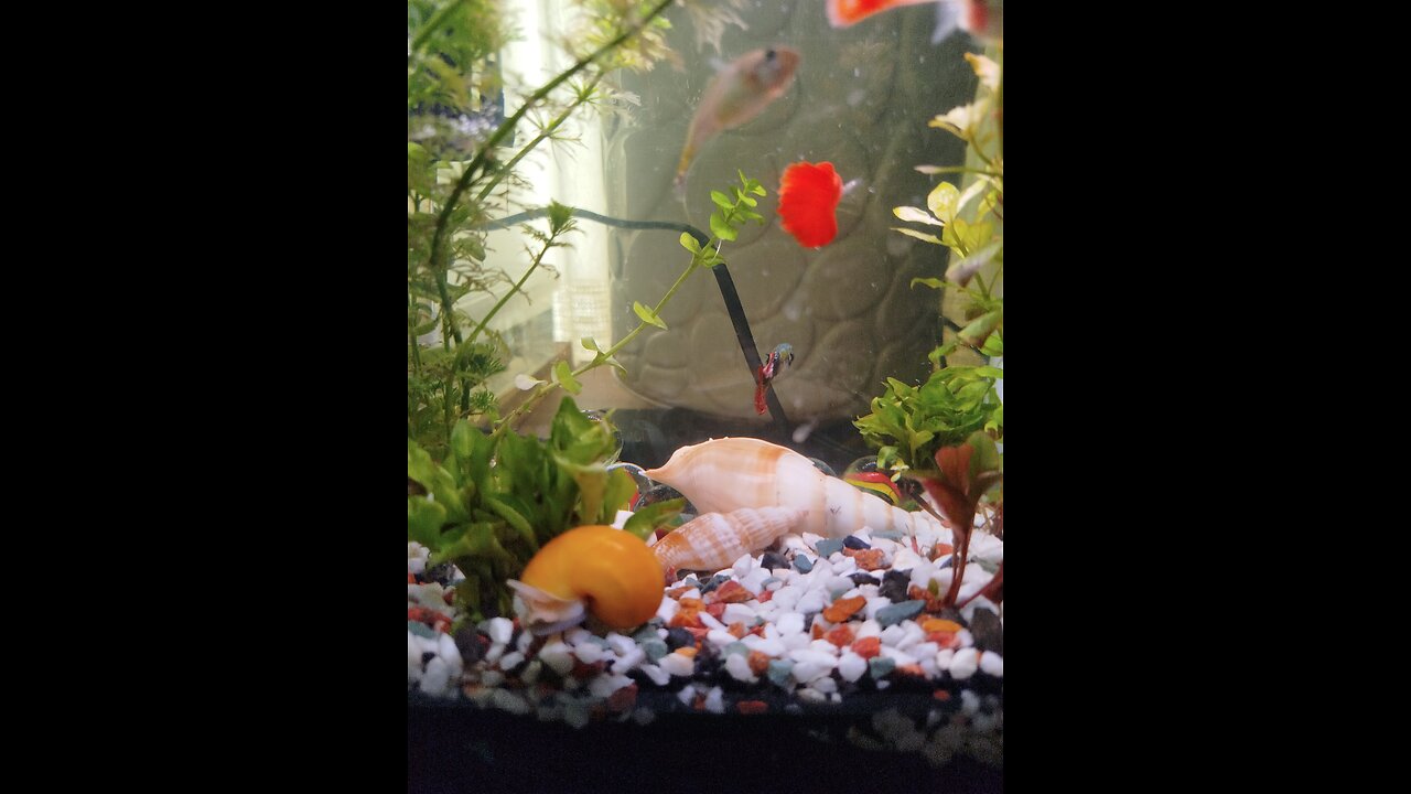 my fish tank