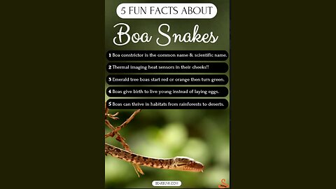 5 Fun Facts About Boa Snakes