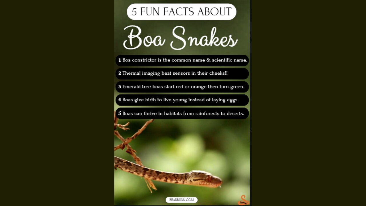 5 Fun Facts About Boa Snakes