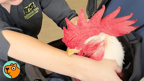 Rooster Couldn’t Even Lift His Head — Until One Woman Believed in Him | Cuddle Buddies