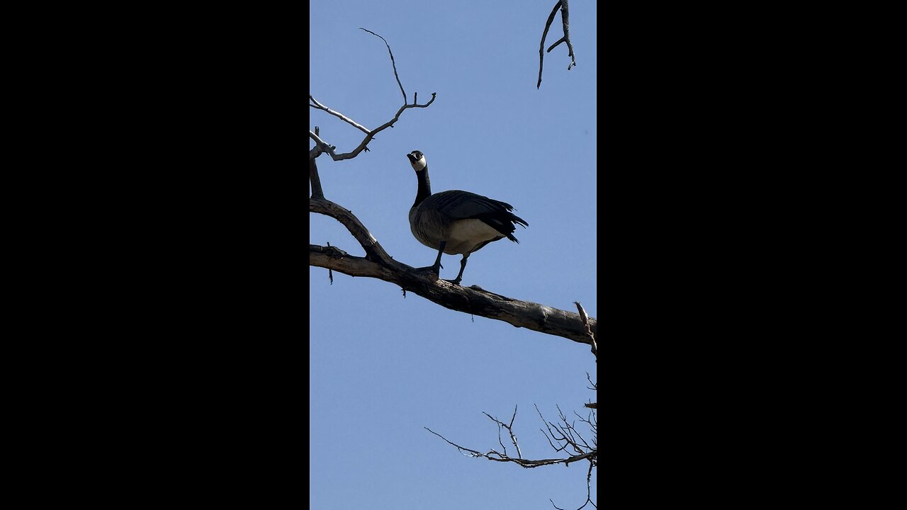 Canadian Cobra Chicken