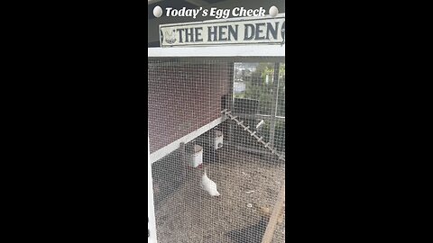🥚 Today’s Egg Check! 🥚 🐔 #shorts