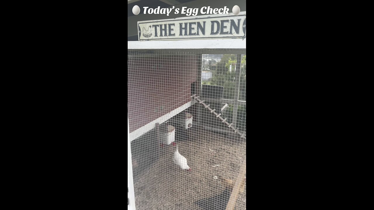 🥚 Today’s Egg Check! 🥚 🐔 #shorts