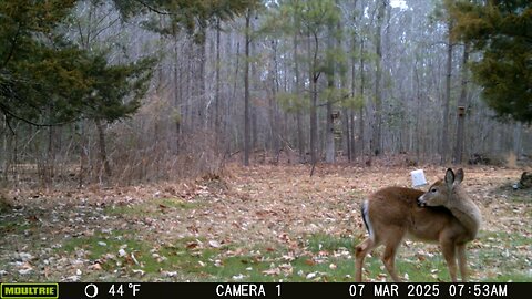 Deer