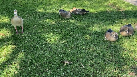 Four Egyptian Goose relaxing and one Egyptian Goose standing Today September 5 2025