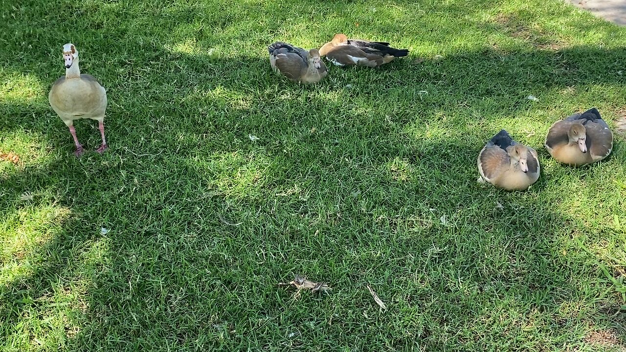Four Egyptian Goose relaxing and one Egyptian Goose standing Today September 5 2025