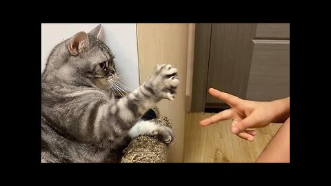 😹 Funniest Cat Fails Compilation | Try Not to Laugh 2025