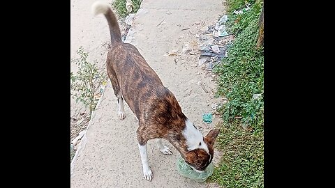 Lunch time for Mithu,a street dog.