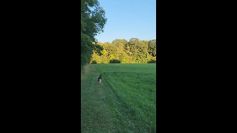 Argo goes deer hunting