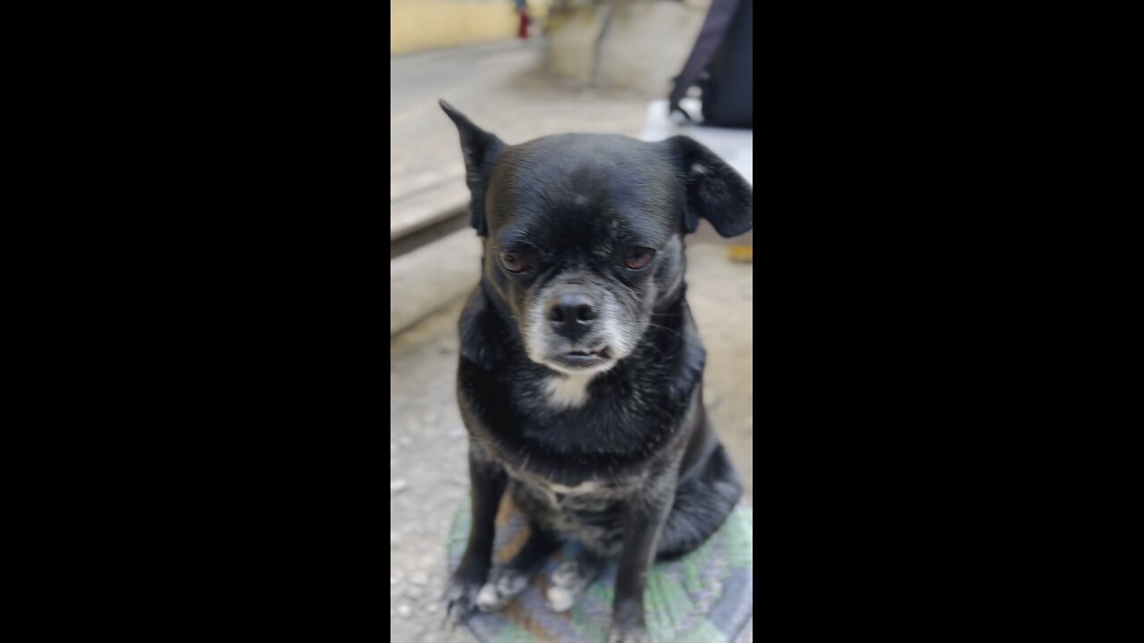 Dog