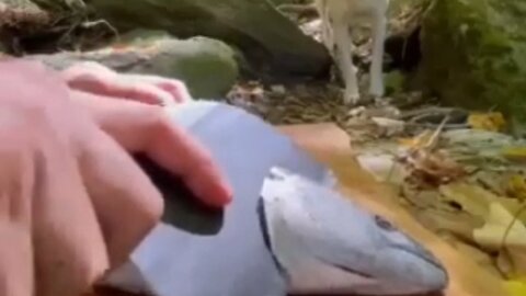 Cooking bonito on earthen tile 🥰😍