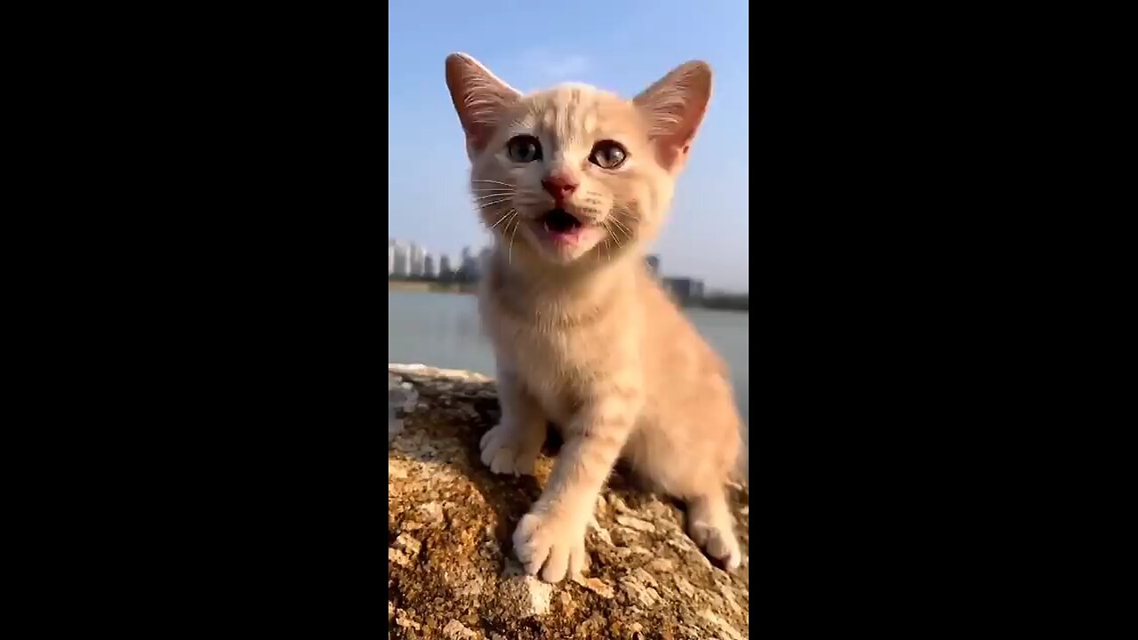 cat funny video