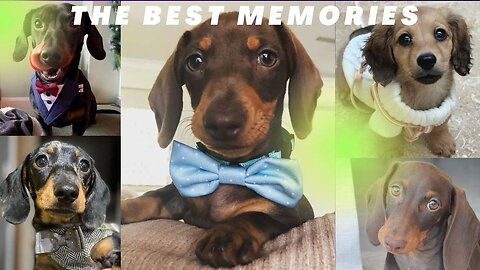 The Best Dachshund Memories Happy New Year 2022 , Living with Dachshund Sausage Dog Doxis Teckel .