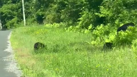 Playful Bear Cubs Cross Road With Mom
