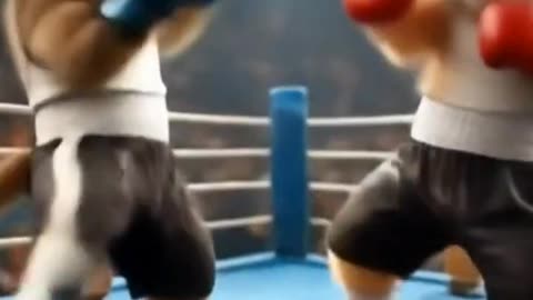 Cat vs cat boxing