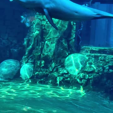 Underwater world vaper Dolphin plays with air rings that he blows himself.