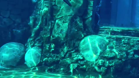 Underwater world vaper Dolphin plays with air rings that he blows himself.