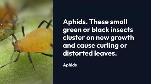 Alocasia Polly Pests and Diseases