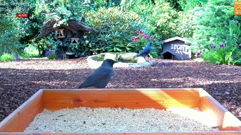 Sometimes the behavior of jackdaws can be irritating, what company‼️🦅🦅🦅😱😯☹